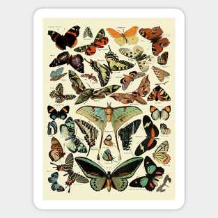 Retro Butterfly species Sticker